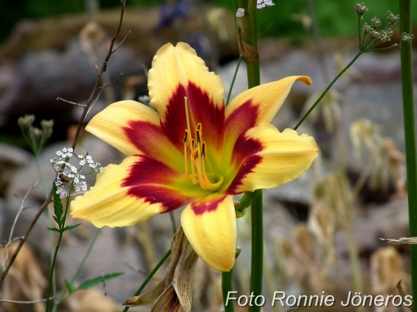 Daglija (hemerocallis)